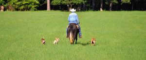 man riding a horse next to three dogs