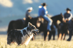 old herding cow dog with cowboys on horseback in the background