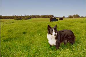 ranch dog in field with cows in background