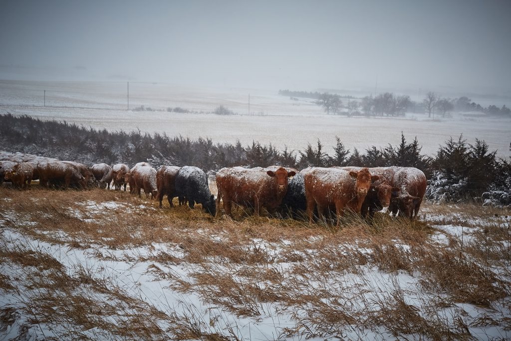 Cows in a snow covered pasture