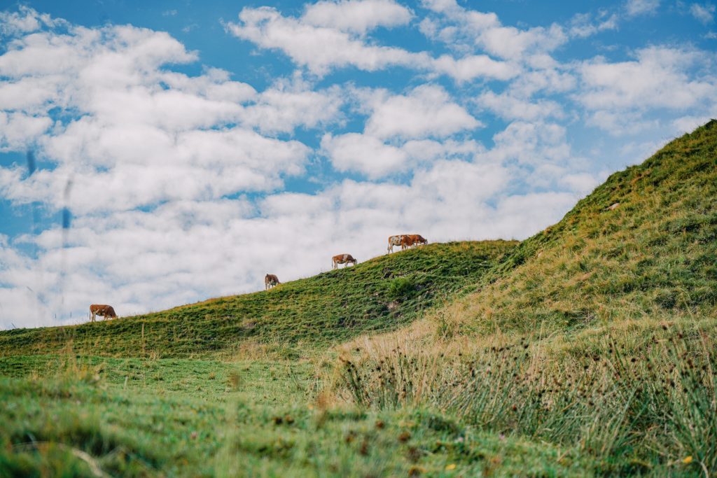 Cattle On Hill