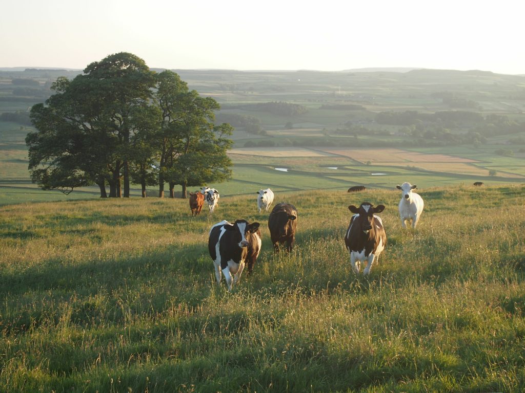 Cows In Pasture