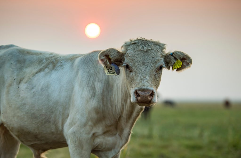 Cow With Sunrise